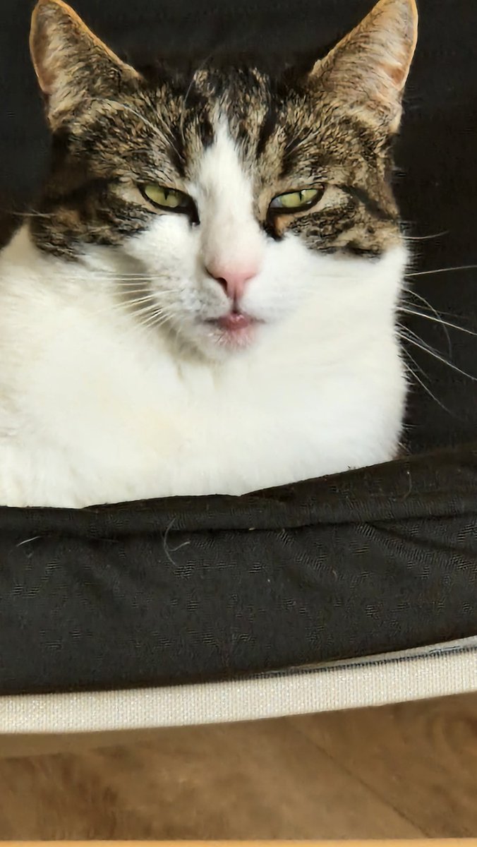quotes_bundy's tweet photo. Mein Kater sieht aktuell wieder aus wie Chiara Ohoven, weil er einfach nicht rafft, dass man Wespen nicht essen darf. Die stechen nämlich 😂 #dickeLippe https://t.co/x0OCQeZjmt
