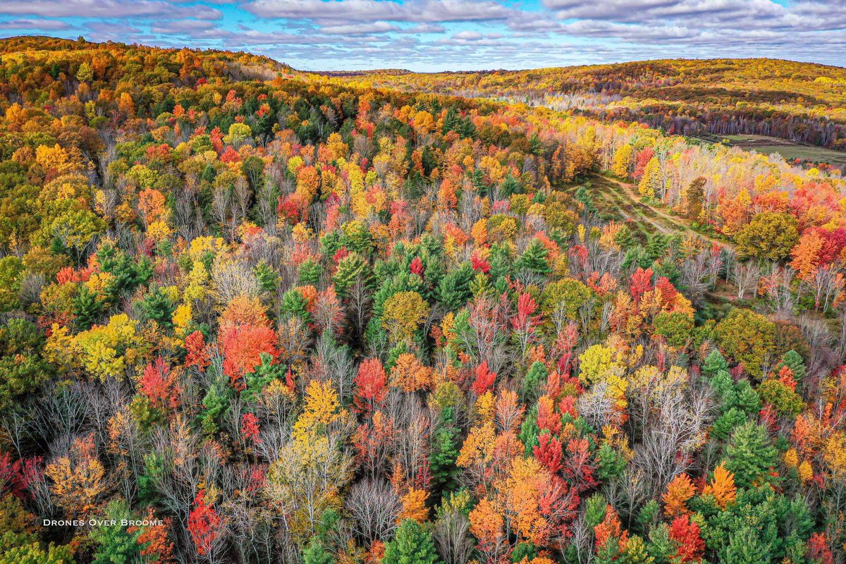 FALL IN NEW YORK! Amazing fall foliage seen last year over Vestal, NY.  Photo courtesy of Fred Hadlick. #Foliage, image size:1200x800