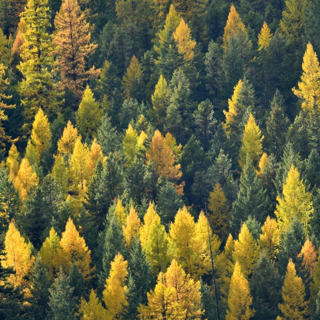 forestscanada's tweet image. Did you know that Tamarack trees are one of the only conifers with needles that are deciduous? Unlike most conifers, the soft needles of tamarack trees turn golden yellow and drop to the ground each fall - much like the leaves of deciduous trees. #ForestFactFriday