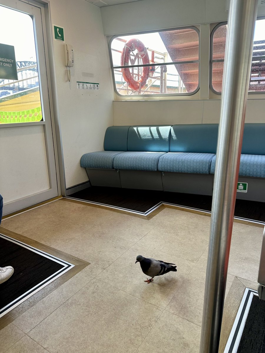 i also cbf to fly to manly