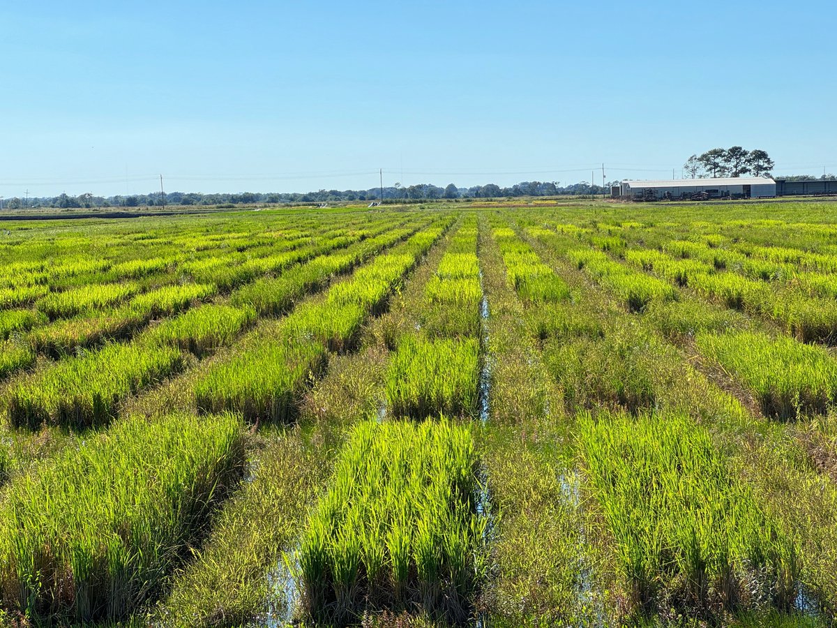 Gurjeet_AgSci's tweet photo. #ResearchUpdate2024 πΊπΈ
#RiceRatoon performing good in both #Advanced and #Preliminary Yield Trial, at Beaumont Research Station @TAMUAgriLifeBEL @txresearch @AgriLife @TAMU
#RiceTeam is eager to find promising genotypes for ratoon harvest. Stay tuned!
#RiceBreeding
#Agriculture https://t.co/nF69OjvQCz