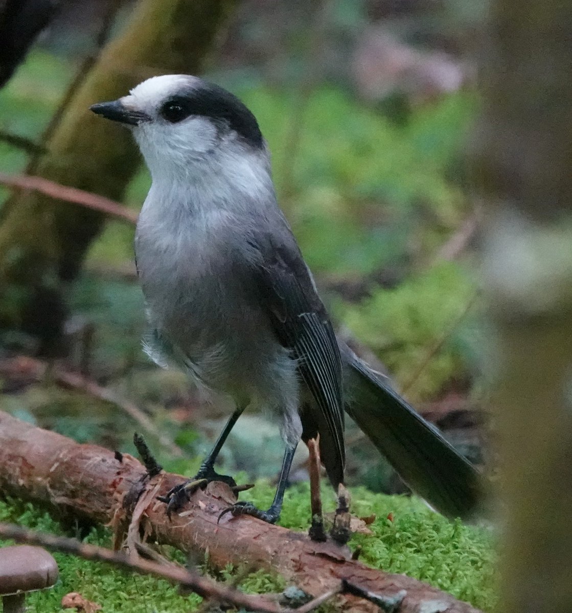 Martin Pitt tweet media