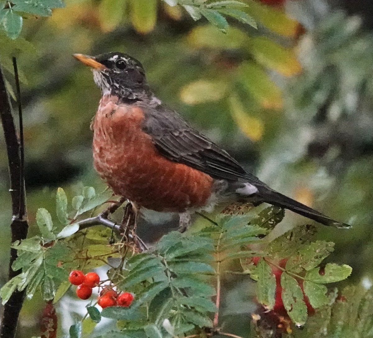 Martin Pitt tweet media