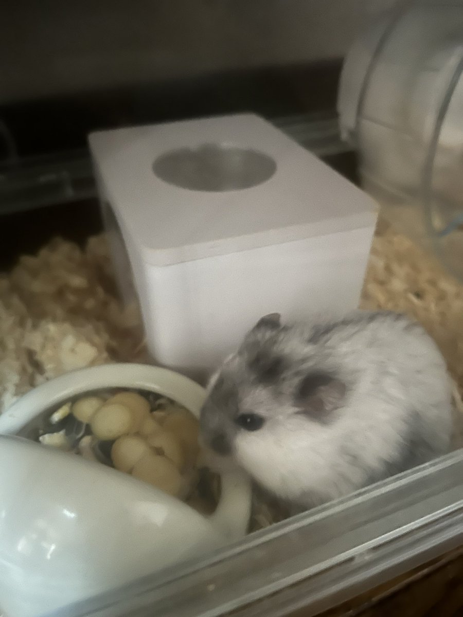 はむ様といただく昼食タイム🐭