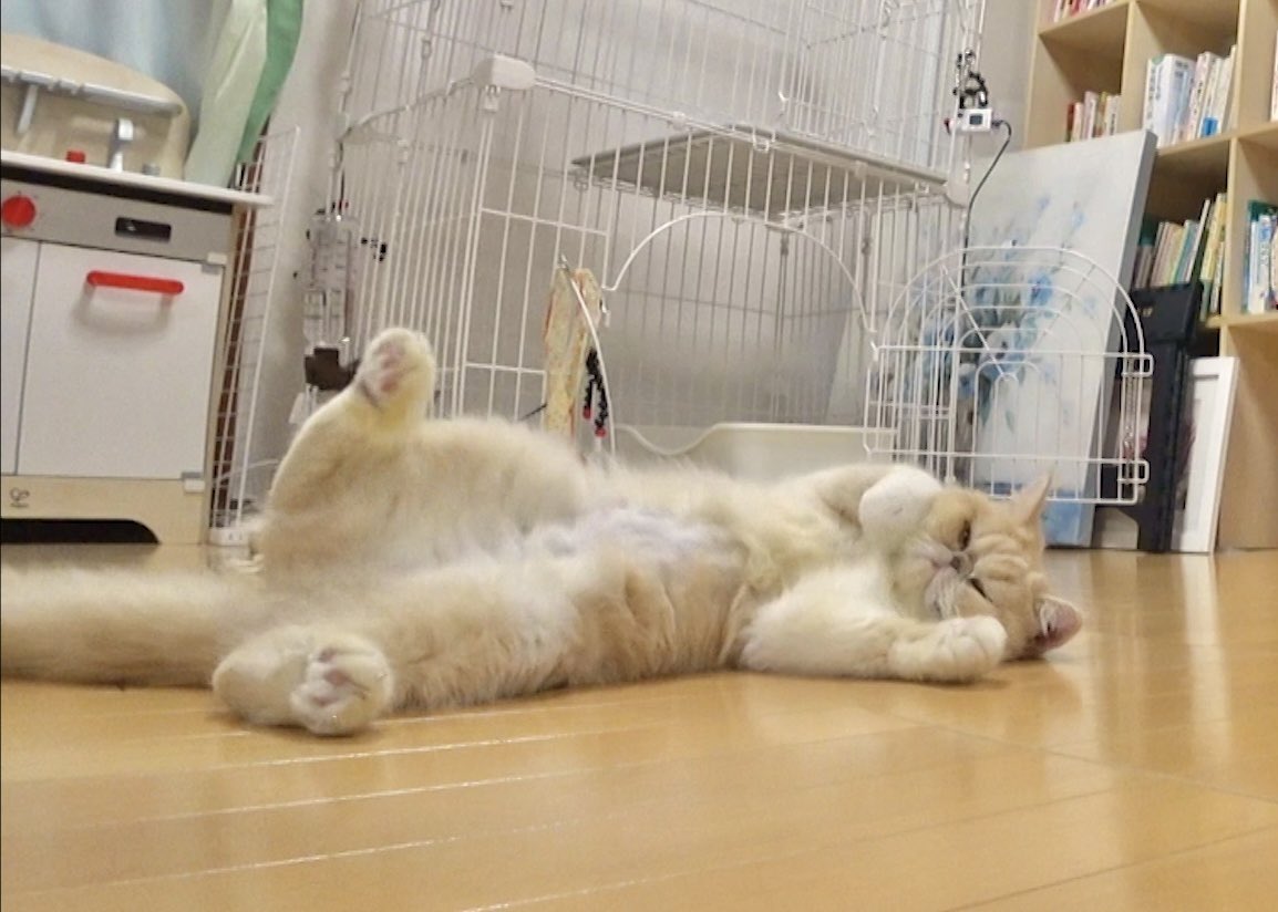 シゲ 雅山 二子山親方 ねこまみれチューリップバッグ シゲ様専用 雅山