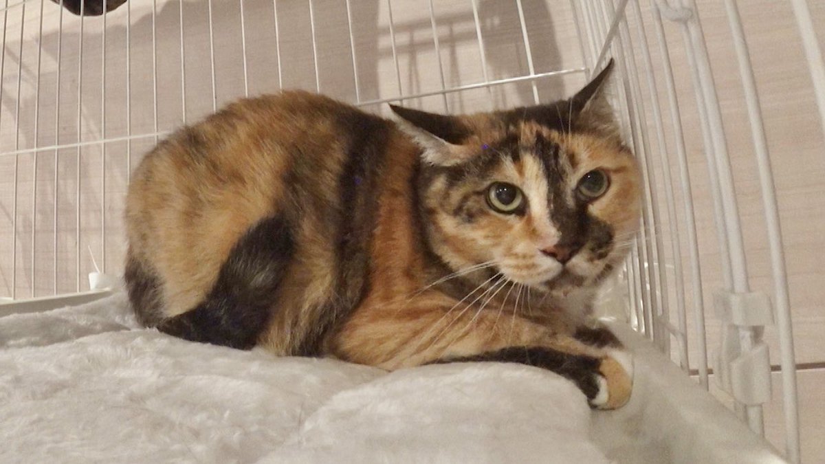 猫LOVE親方こと #二子山親方 ！！ みにゅむを預かり中の #てぃ先生 と