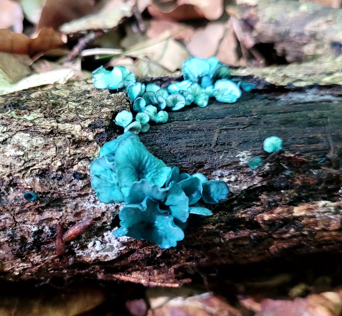 Mushrooms guide 🍄 tweet media