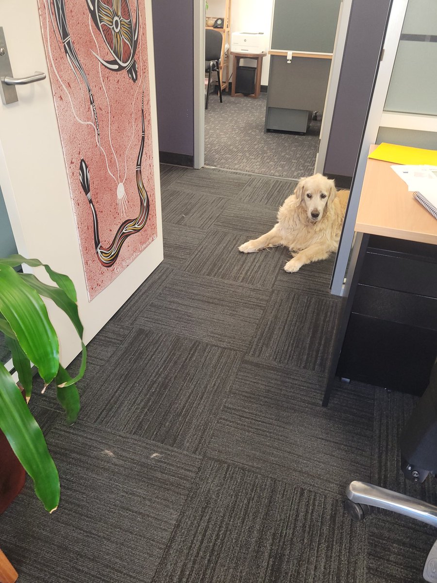 prtharry's tweet image. Office guardian and attention seeker
#goldenretriever 
#officedogs