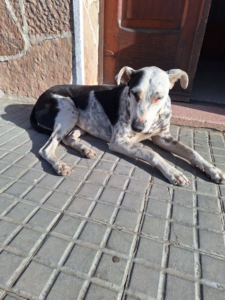 FlorMerc_0's tweet photo. Que dios me de siempre fuerzas para ayudar e involucrarme cada que me encuentro un perrito en la calle que necesita ayuda pero es tan agotador ver como en un pueblo la gente les pasa por al lado no ofrecen comida, ni agua, ni ayuda hacen de cuenta que no existen, duele tanto 😭🥺 https://t.co/jYA69BPwHl