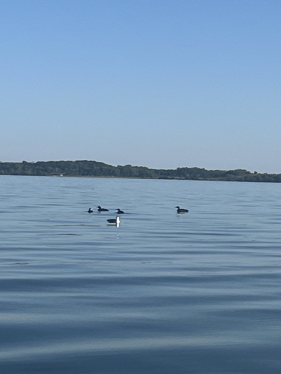 Loons will be heading south soon.