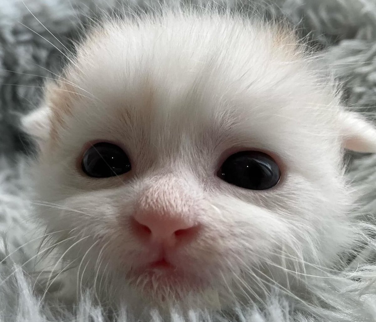 beef bibbler tweet media