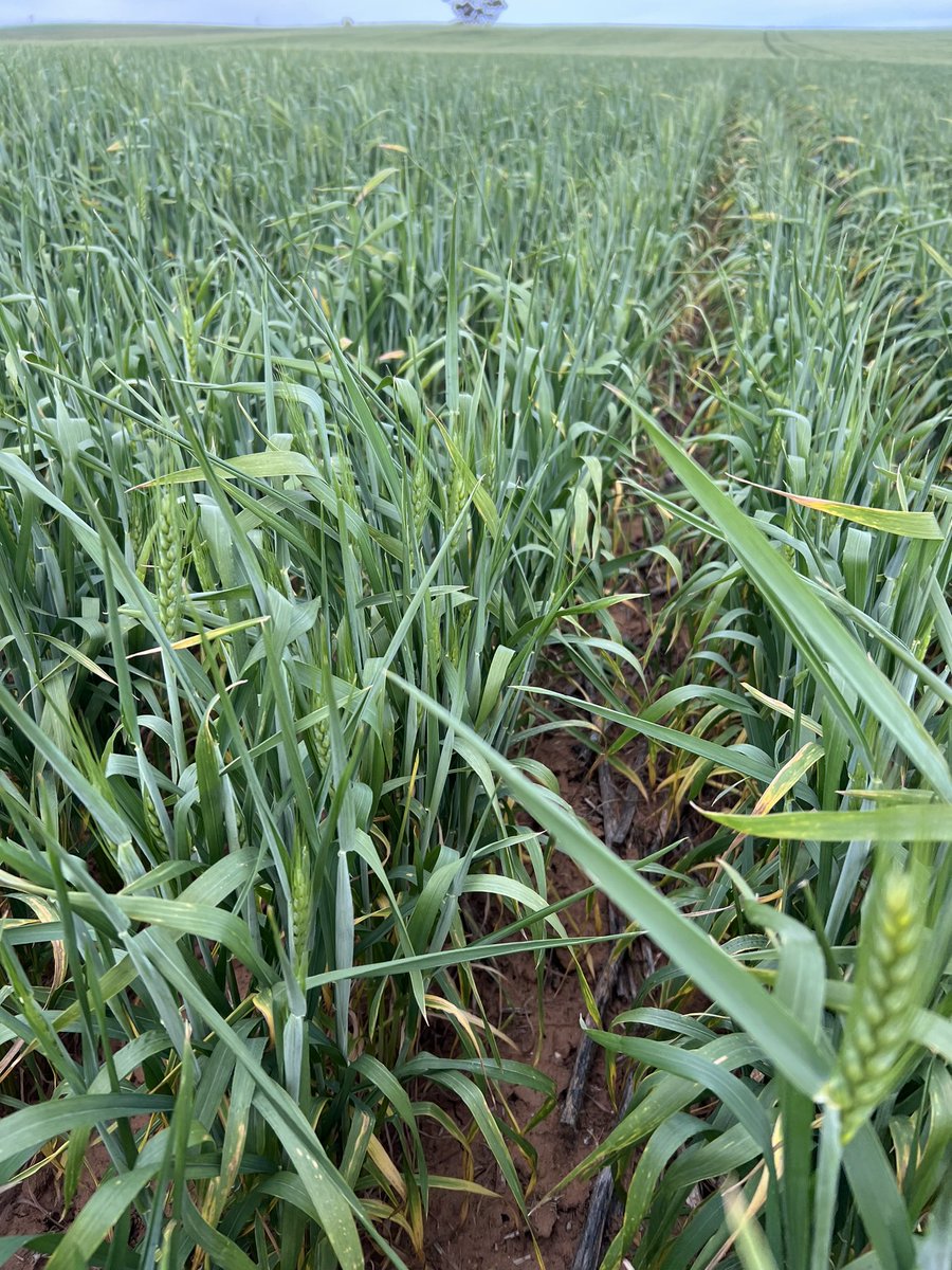 Christopher Hallion tweet media