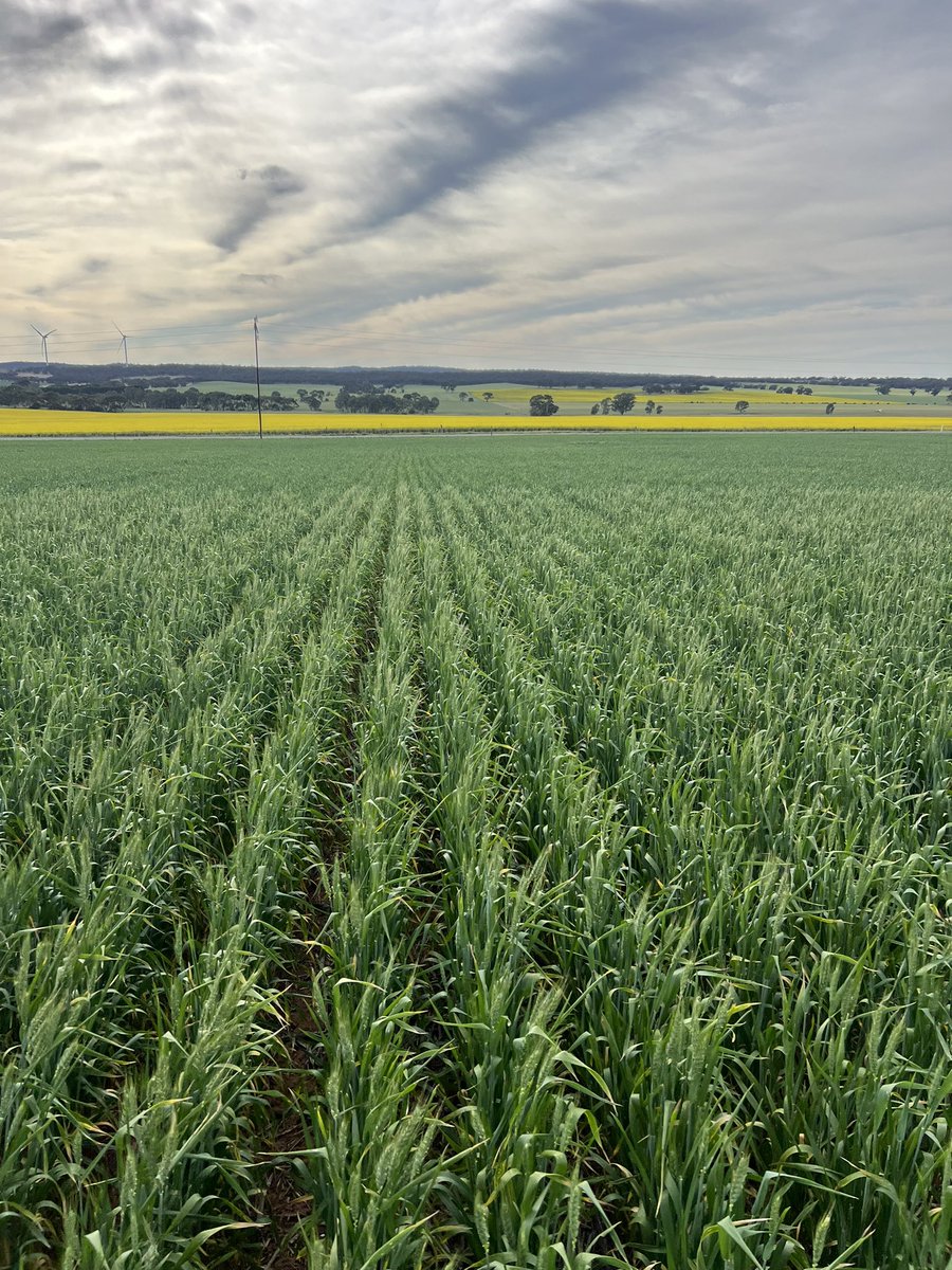 Christopher Hallion tweet media