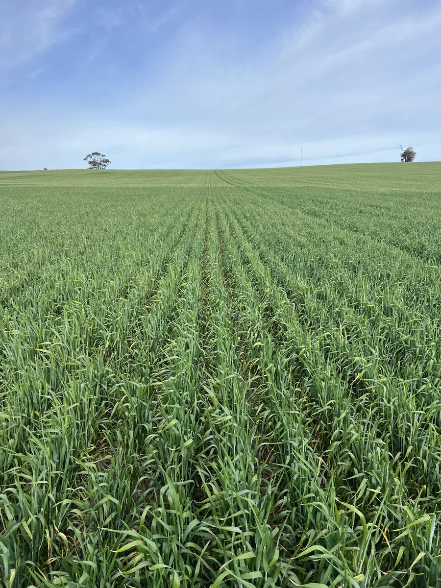 Christopher Hallion tweet media