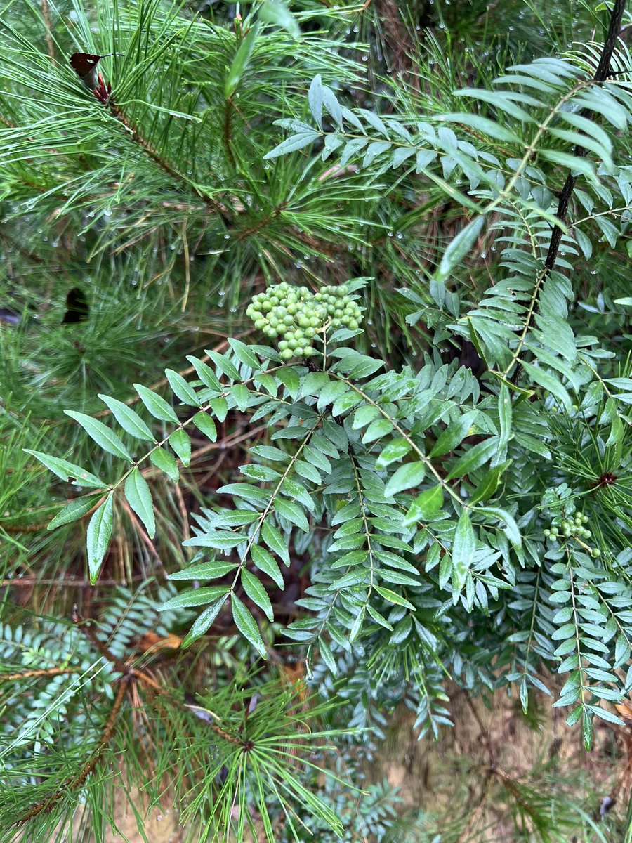 イヌザンショウな気がする。。
普通のサンショウかな？