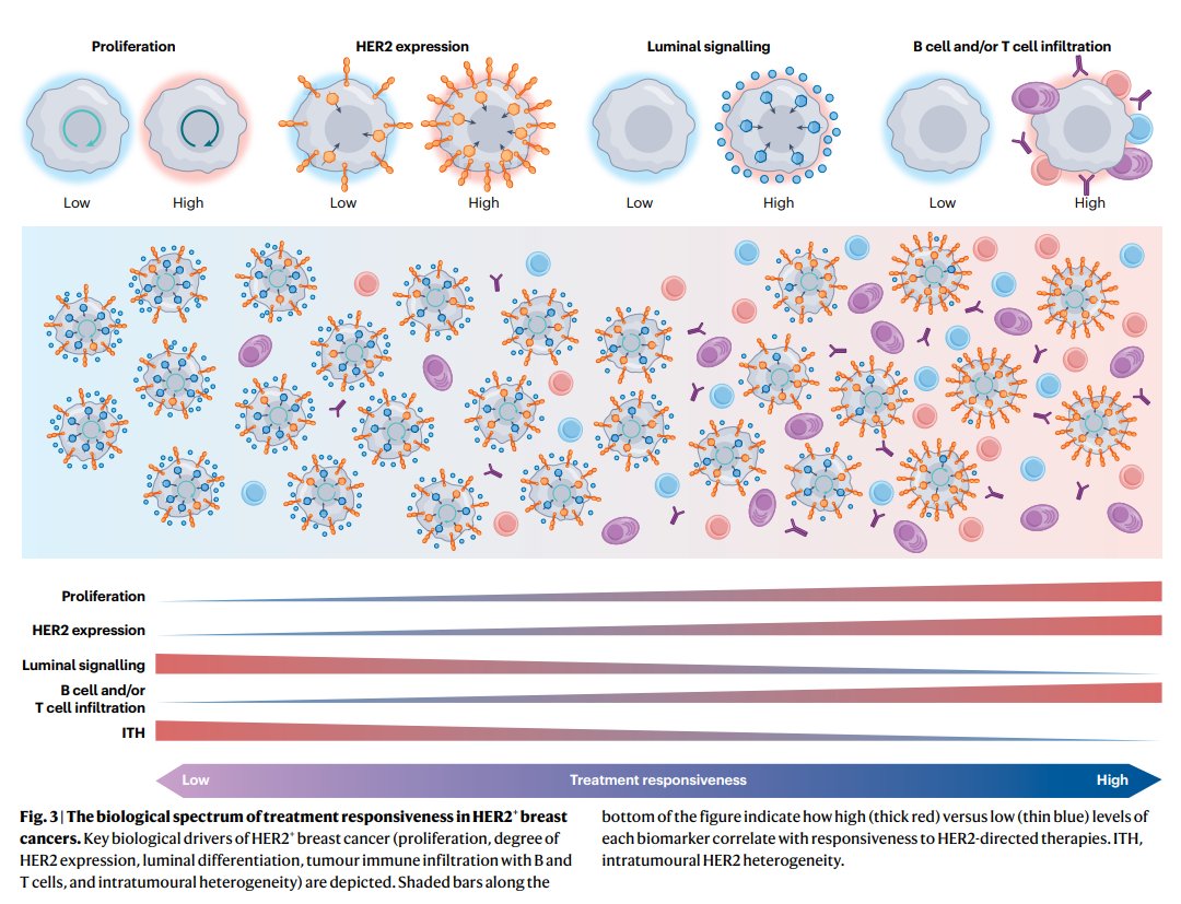 Dana-Farber’s Breast Oncology Center (@dfci_breastonc) on Twitter photo You will not want to miss this <a href="/NatRevClinOncol/">NatureRevClinOncol</a> review on dual #HER2 inhibition: mechanisms of synergy, patient selection, and resistance from <a href="/adawaksmd/">Ada Waks</a> <a href="/OlgaMartnezSez1/">Olga Martínez-Sáez</a> <a href="/PTarantinoMD/">Paolo Tarantino</a> <a href="/fara_bm/">Fara Brasó Maristany</a> <a href="/TomasPascualMD/">Tomás Pascual</a> <a href="/JavierCortesMD/">Javier Cortes MD PhD</a> <a href="/stolaney1/">Sara Tolaney</a> @prat_aleix #BreastCancer You will not want to miss this <a href="/NatRevClinOncol/">NatureRevClinOncol</a> review on dual #HER2 inhibition: mechanisms of synergy, patient selection, and resistance from <a href="/adawaksmd/">Ada Waks</a> <a href="/OlgaMartnezSez1/">Olga Martínez-Sáez</a> <a href="/PTarantinoMD/">Paolo Tarantino</a> <a href="/fara_bm/">Fara Brasó Maristany</a> <a href="/TomasPascualMD/">Tomás Pascual</a> <a href="/JavierCortesMD/">Javier Cortes MD PhD</a> <a href="/stolaney1/">Sara Tolaney</a> @prat_aleix #BreastCancer