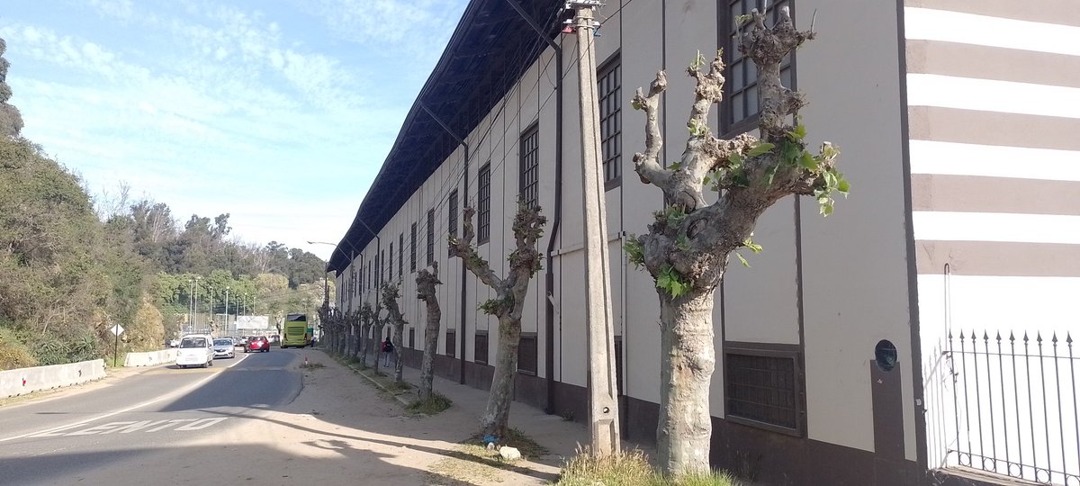 Si te estresa llegar a fin de mes sin ni uno, piensa en estos pobres árboles mutilados año tras año, al interior del Sporting Viña del Mar. Esforzándose por sobrevivir sin ramas, ni hojas, ni alcorque, ni una pizca de amor. Fotos de esta tarde. <a href="/RedArbolUrbano/">redarbolurbano</a>