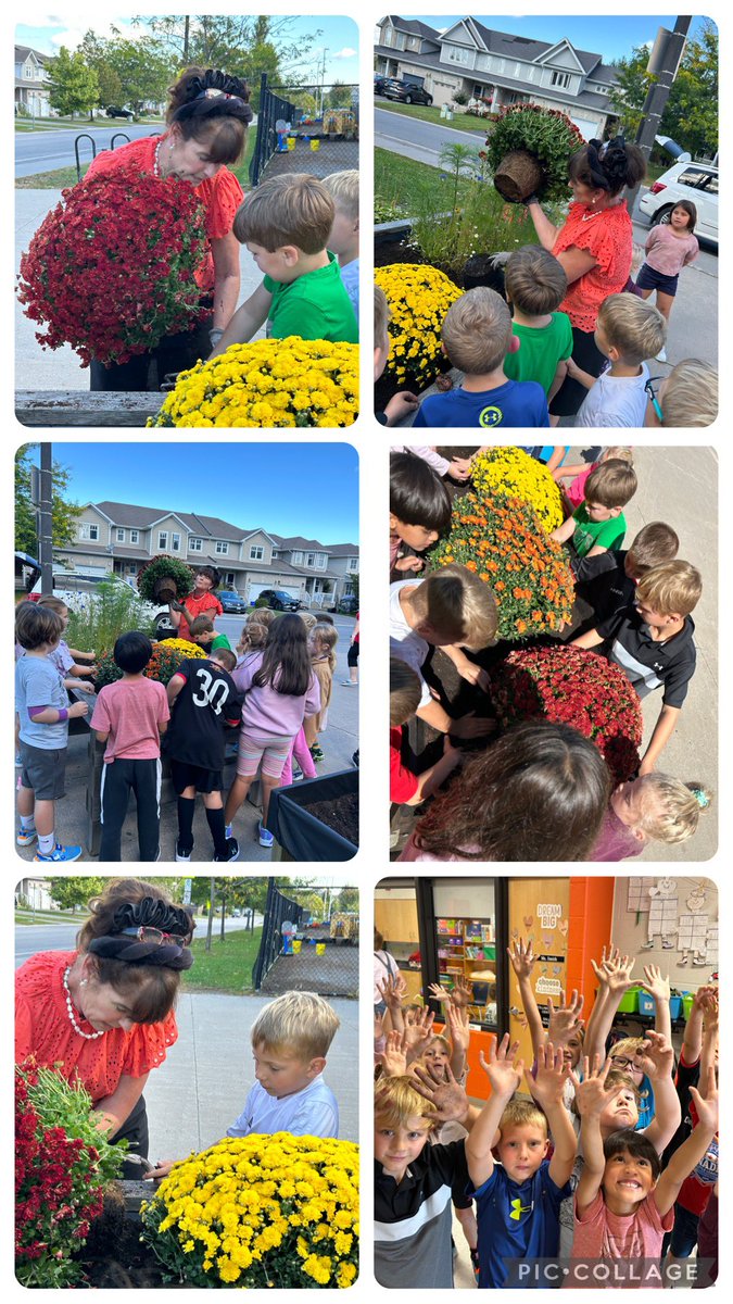 Madame Louise (@louise17adam) on Twitter photo We had a wonderful learning opportunity with Mrs ♥️ today who came and planted some beautiful chrysanthemums. She taught us about roots and how we need to make them loose before planting. Of course our hands got dirty with soil. We loved it! 🥰 <a href="/EcoleMaple_LDSB/">École Maple Elementary School</a> We had a wonderful learning opportunity with Mrs ♥️ today who came and planted some beautiful chrysanthemums. She taught us about roots and how we need to make them loose before planting. Of course our hands got dirty with soil. We loved it! 🥰 <a href="/EcoleMaple_LDSB/">École Maple Elementary School</a>