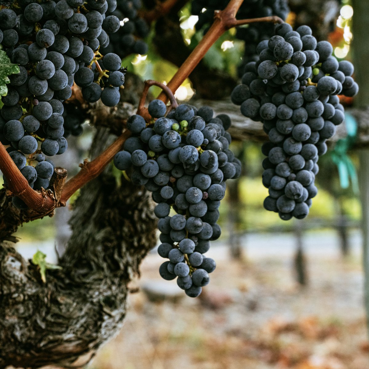 CardinaleWinery's tweet photo. Harvest has arrived in Napa Valley. We begin our picks at lower elevations in the hillside + benchland vineyards &amp; finish in the highest peaks of our mountain vineyards where the fruit slowly ripens &amp; intensifies in flavor. Explore our vineyards at https://t.co/ezB3OJv9tf. https://t.co/QMz9soQMbE