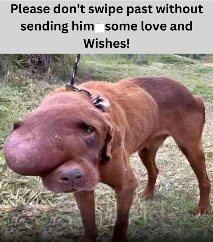 Doggy Nation 🌏 tweet media