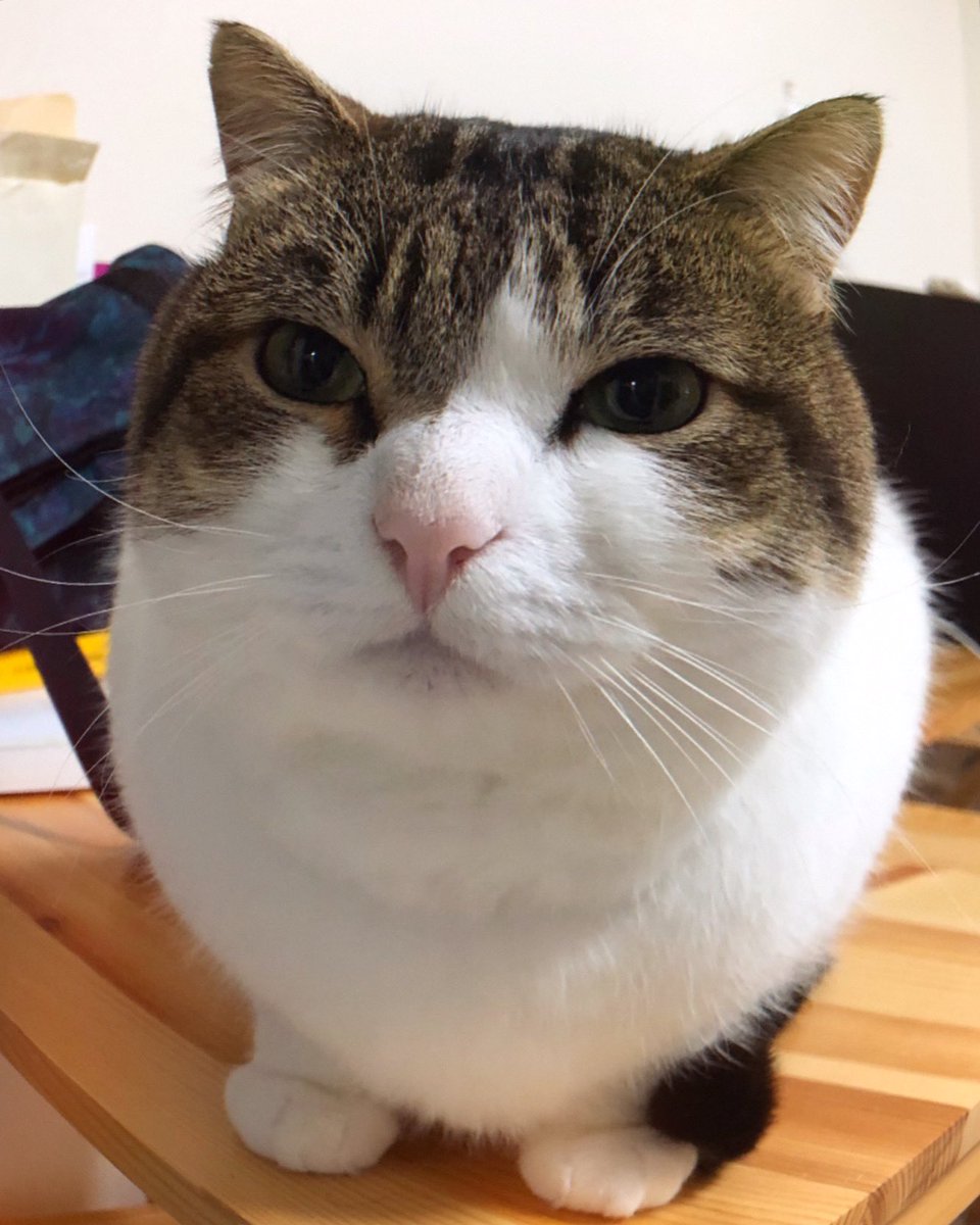 i have 2 sides🙀😹