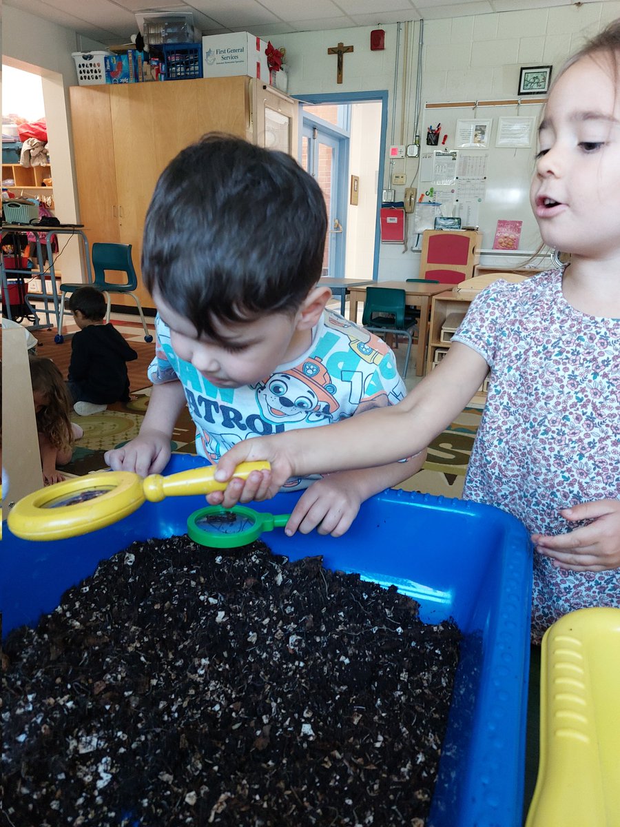 Mme Brooking (@mmebrooking) on Twitter photo Our <a href="/StMaryOCSB/">St. Mary School</a> Chickadees were wriggling with delight at getting the opportunity to check in on their Red Wriggler worms in our <a href="/ONFE_ROPE/">Ottawa Network for Education</a> vermiculture #classroomgarden. After a sumnmer outdoors in their tower our worms are indeed happy & plentiful. #ocsbeco Our <a href="/StMaryOCSB/">St. Mary School</a> Chickadees were wriggling with delight at getting the opportunity to check in on their Red Wriggler worms in our <a href="/ONFE_ROPE/">Ottawa Network for Education</a> vermiculture #classroomgarden. After a sumnmer outdoors in their tower our worms are indeed happy & plentiful. #ocsbeco