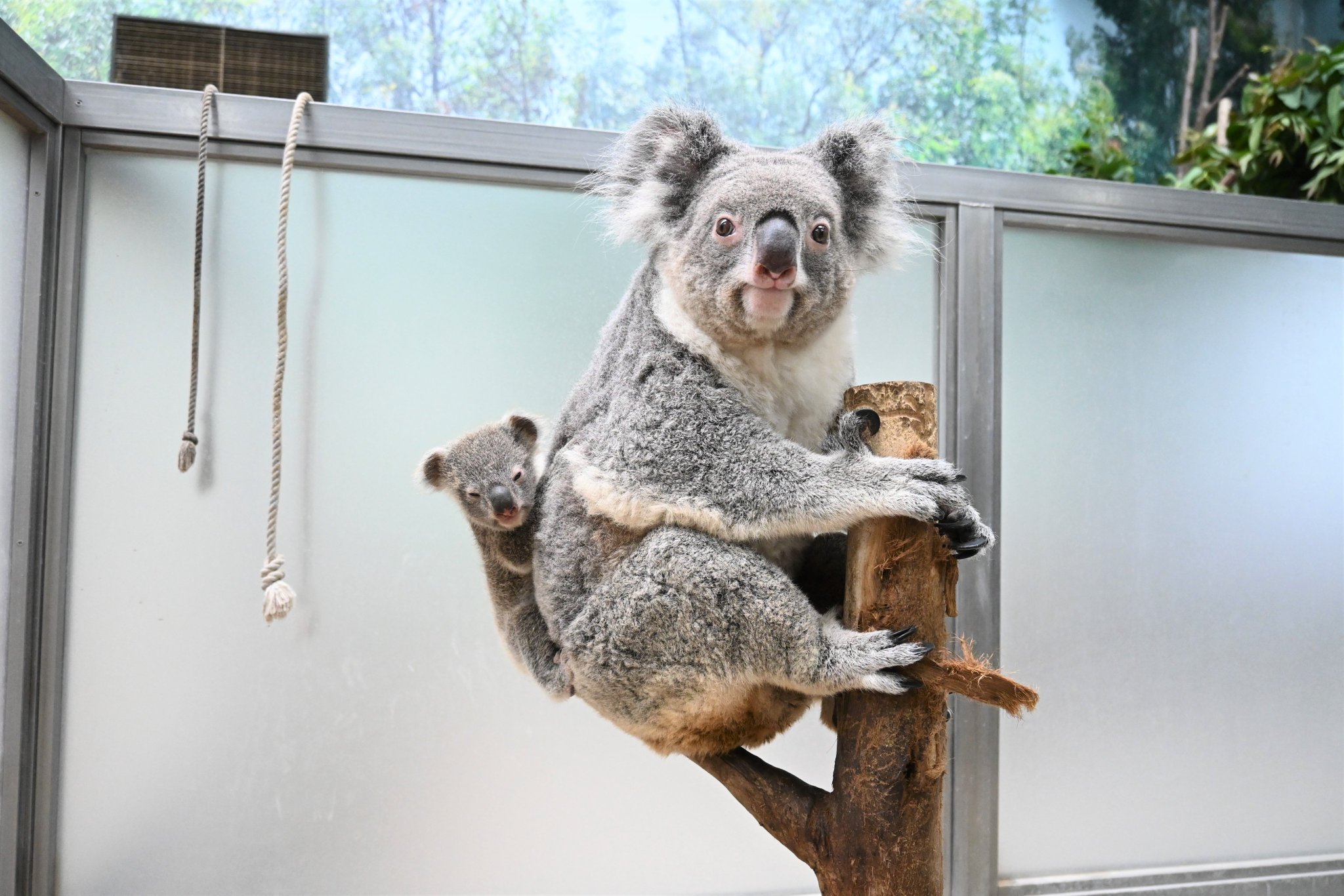 鹿児島市平川動物公園 on X: 