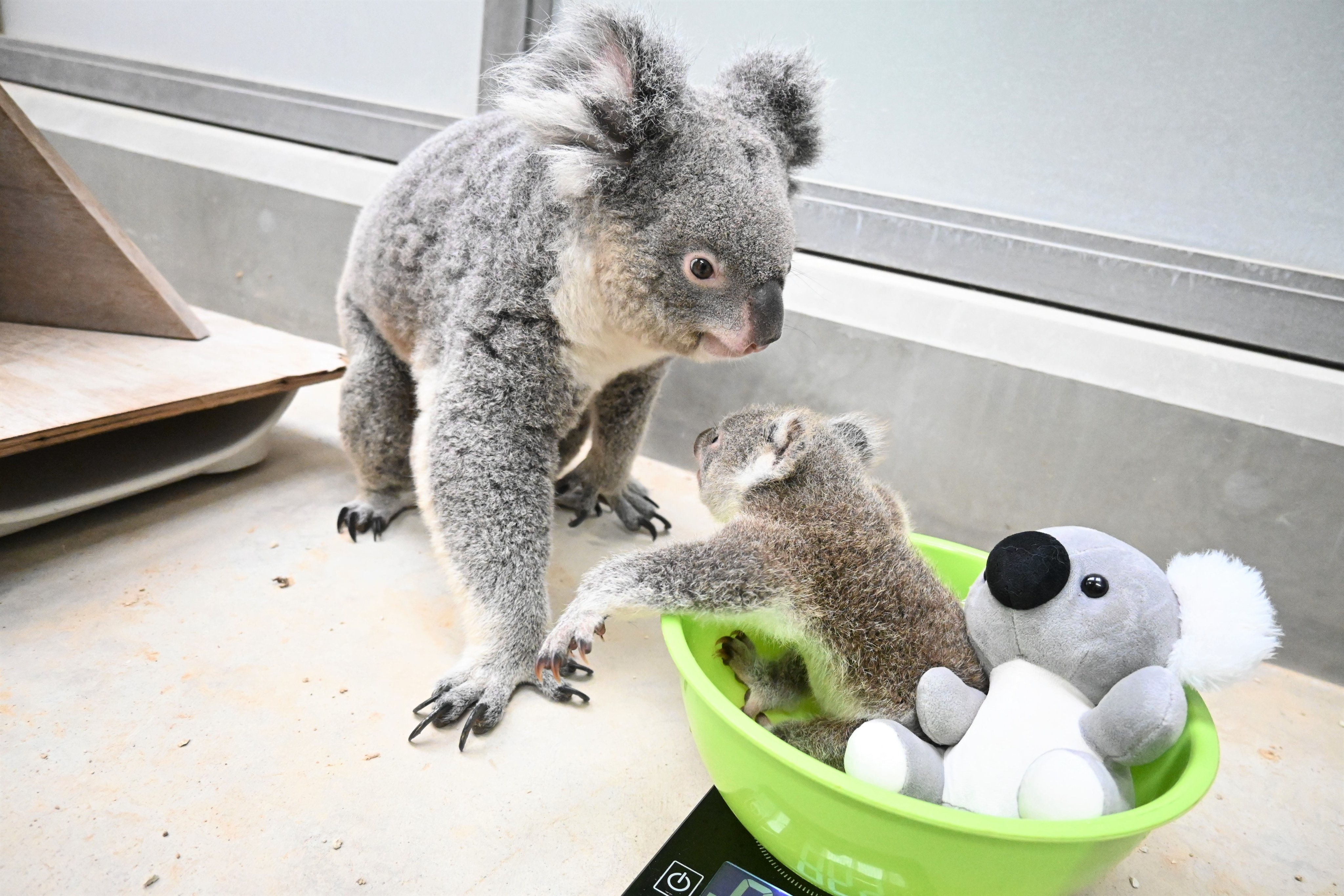 鹿児島市平川動物公園 on X: 鹿児島市平川動物公園 on X: