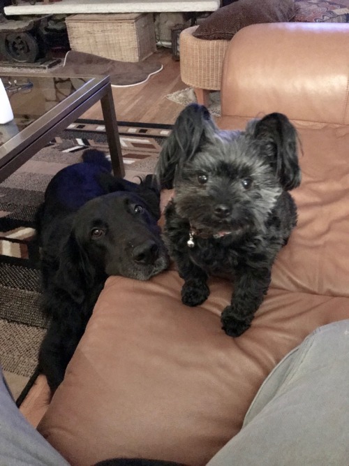 rbembry's tweet image. RIP BUDDY and MOMO