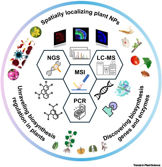 Exploring natural product biosynthesis in plants with mass spectrometry imaging dlvr.it/TDm7t9