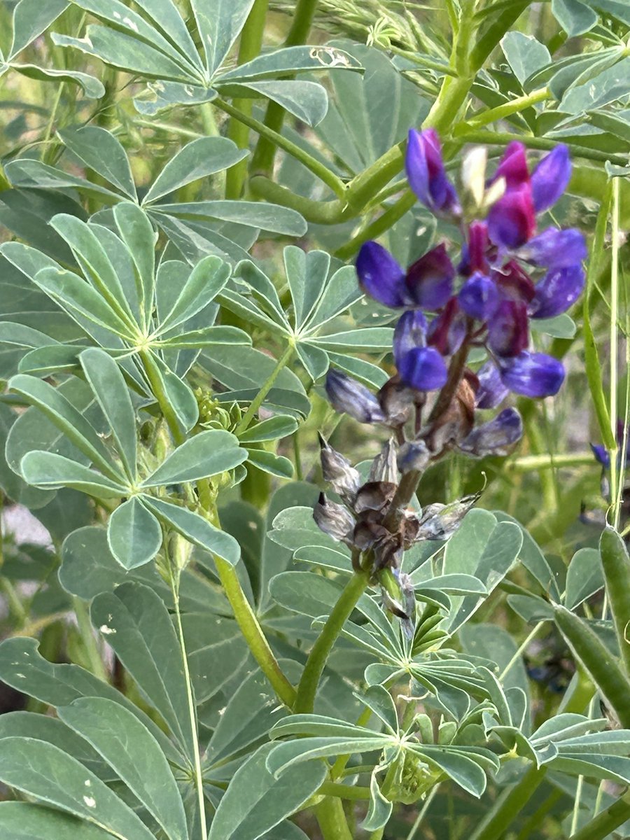 stuartkirsch's tweet image. May Shabbat bring blessings to those who seek peace.