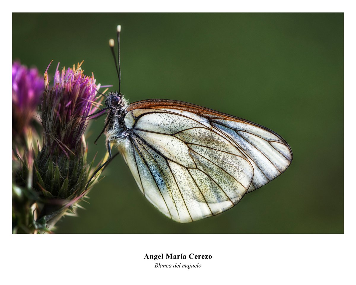 📸 ARGAZKI LEHIAKETA - CONCURSO DE FOTOGRAFÍA

🥇 1. saria: "La Gaviota", de Manu Barreiro
🥈 2. saria: "Caracara", de Antonio Farto
🥉 3. saria: "Triatlón", de Davis Piqueras
🏅 Herriko saria: "Blanca del majuelo", de Angel María Cerezo

Zorionak guztioi!
#SopelaKostaFest2024