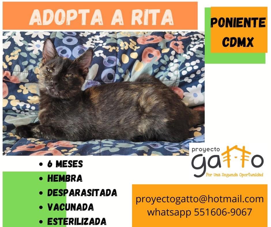 proyecto_gatto's tweet photo. @lagateria Todos nuestros gatitos buscan una hermosa familia… quizás tú puedas darles una oportunidad… a cuál te vamos a presentar??? #porunasegundaoportunidad #catsofinstagram #cats #cat #catlover #adoptanocompres #gatosdeinstagram #gatitos #love #rt https://t.co/CLl8Luy5IW