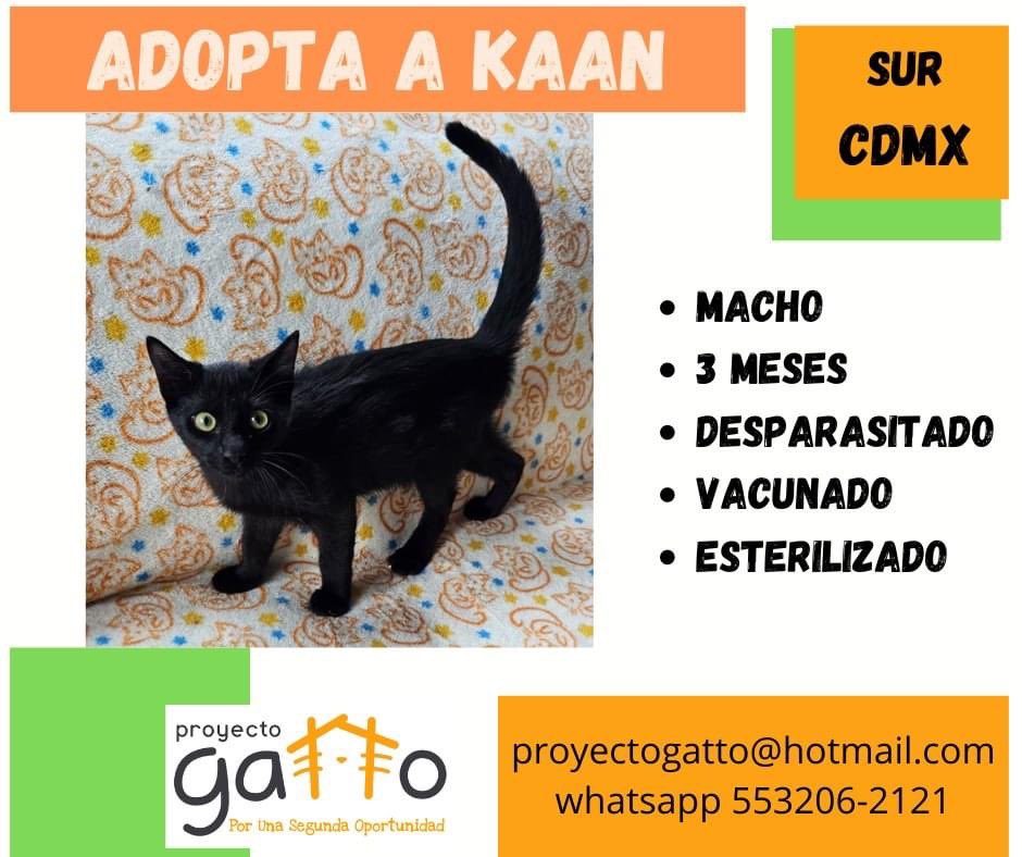 proyecto_gatto's tweet photo. @lagateria Todos nuestros gatitos buscan una hermosa familia… quizás tú puedas darles una oportunidad… a cuál te vamos a presentar??? #porunasegundaoportunidad #catsofinstagram #cats #cat #catlover #adoptanocompres #gatosdeinstagram #gatitos #love #rt https://t.co/CLl8Luy5IW