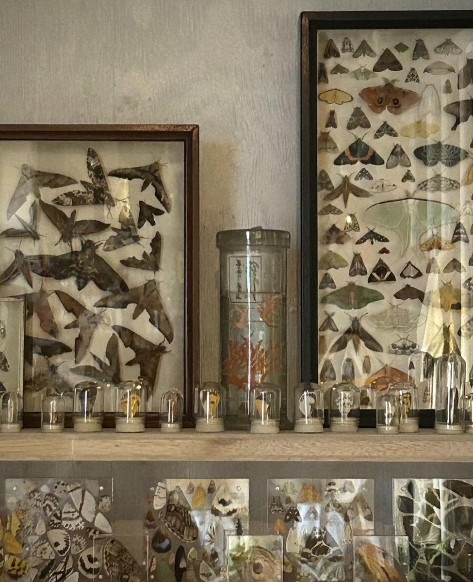 虫る？
アウトオブミュージアムにて蛾を中心とした虫の展示10月6日まで。　
是非！