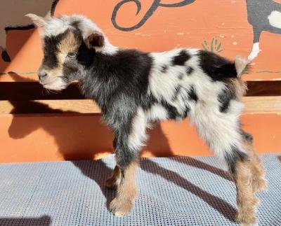 Chris Bachmann tweet media