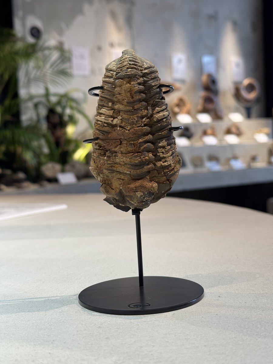 貝の化石 Holopea harpa 本物 オルドビス紀 貝の化石 Holopea harpa