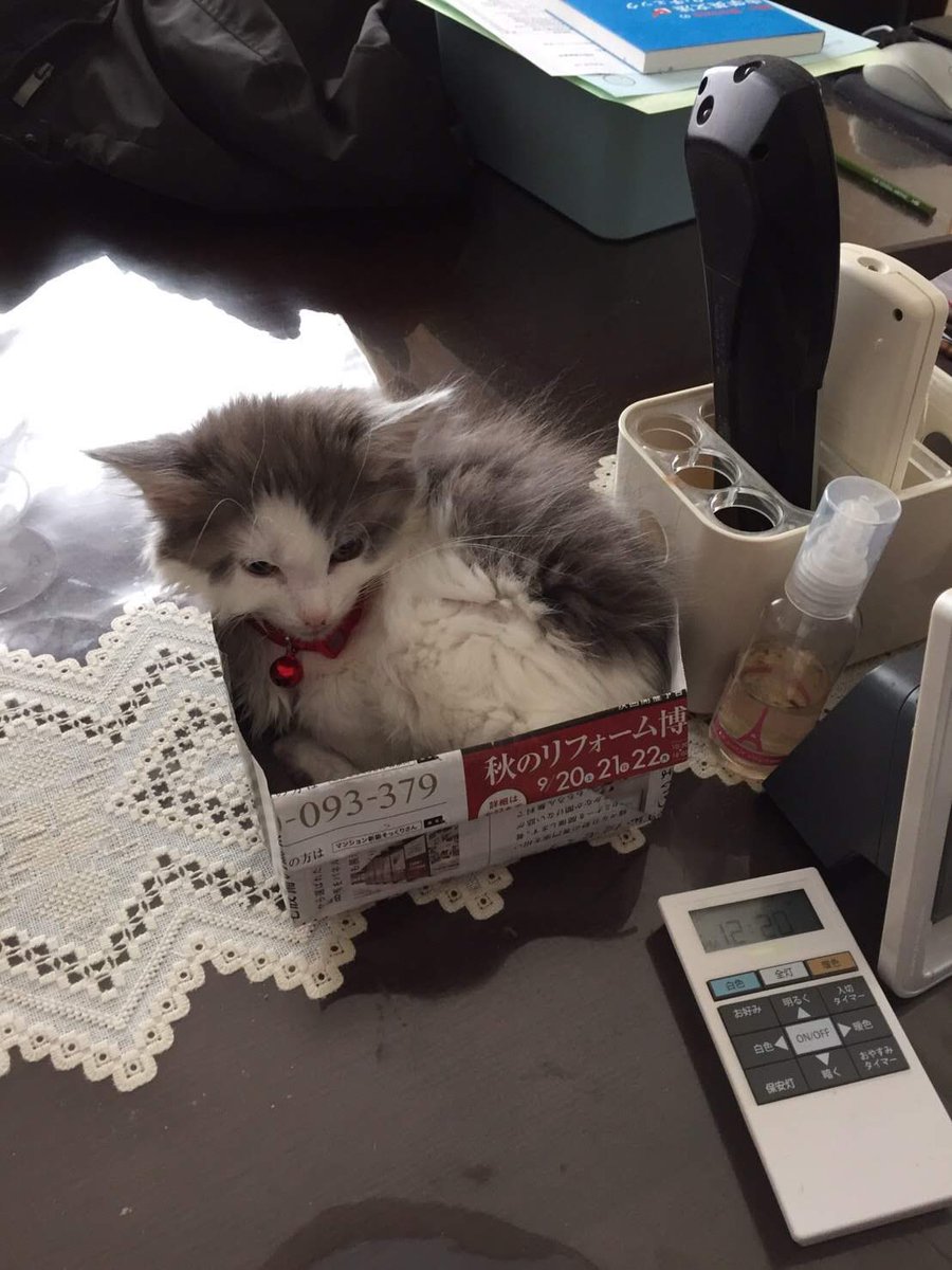 sai_sikin's tweet photo. そのあとサヤエンドウ入れてた箱に前足突っ込んで満足げにしてる猫。
赤子時代からの名残。 https://t.co/wUjVcZDV40