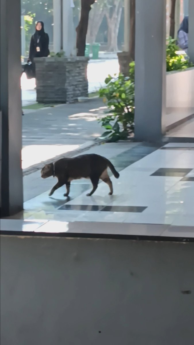 curryomama's tweet photo. kucing gendut deket ep ini sapa namanyaaa https://t.co/NBre41VRKa