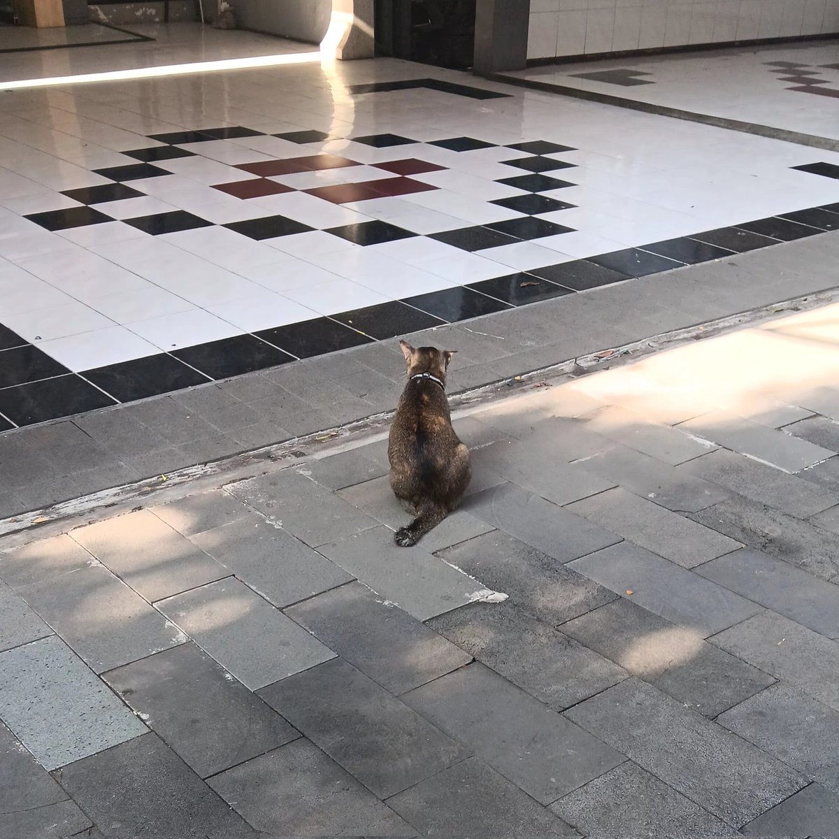 curryomama's tweet photo. kucing gendut deket ep ini sapa namanyaaa https://t.co/NBre41VRKa