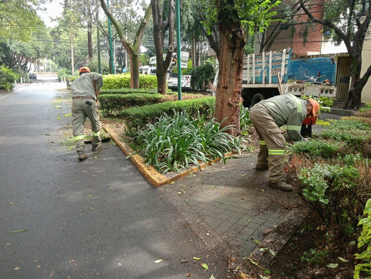 BJAlcaldia's tweet photo. Desazolvamos, barrimos, balizamos, podamos, bacheamos, retiramos gallardetes y reparamos el alumbrado público en Damas.✂️💡🌳🧹 https://t.co/InzSBjpSq1