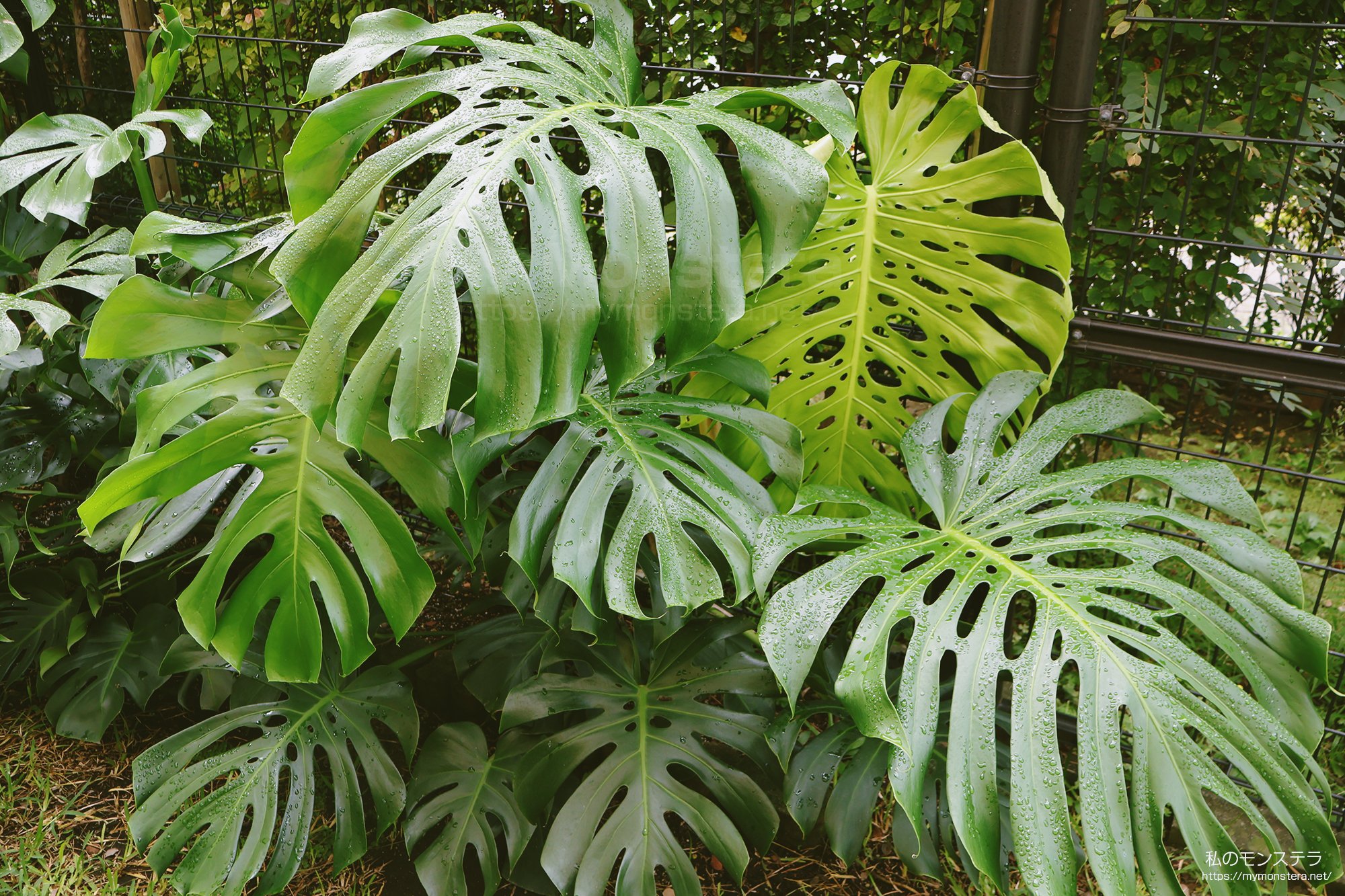 超希少なモンステラセブブルーミント 斑入りモンステラ☆希少最高セブ