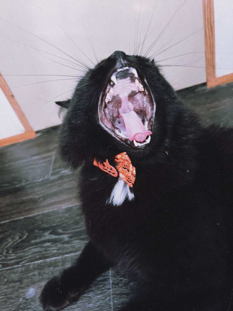 hannibal got a bow tie today 🎃🍂 he loves it.