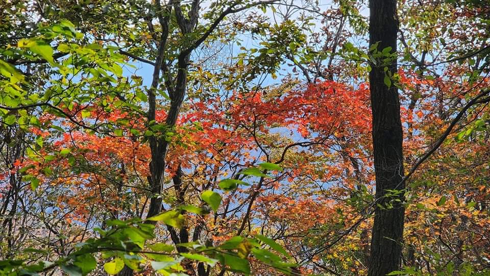 Zzu0720's tweet photo. 🇰🇷ын намар үзэсгэлэнтэй, аялахад ч цаг агаар нь хамгийн тохиромжтой үе. Очиж үзэх газрууд ч зөндөө байдаг.
#내장산 #Jeongeup хот🍁
Жонгүп хот нь намрын улиралд 🇰🇷ын хамгийн үзэсгэлэнтэй газруудын нэгээр тооцогддог. Тус хотод байрлах Нэжансан (내장산) ууланд зочлон, 🇰🇷ын хамгийн алдартай уулаар аялаарай 🍂🍁🌾
🍁 Нэжансан – Намрын гайхамшиг (내장산) үзэсгэлэнтэй намрын улаан, шар навчнуудын доор алхаж, байгалийн гоо үзэсгэлэнг биширч аялаарай.
#Нэжанса хийд – Тайвширлыг мэдэр (내장사)
Нэжанса хийд нь намар улиралд хамгийн үзэсгэлэнтэй харагддаг хийдүүдийн нэг бөгөөд намрын навчсын дунд орших энэхүү хийд нь тайван амар орчныг бүрдүүлдэг байна
🌼 Күжолчу цэцэгсийн наадам
#구절초_축제
Күжолчу гэх нэртэй цэцэгс дэлгэрэхэд энд намрын наадам зохион байгуулагддаг. Жонгүп хотод Күжолчу цэцэгс дэлгэрэх нь намар улирал ирснийг илтгэдэг бөгөөд энэхүү наадмаар та байгалийн гоо үзэсгэлэнг мэдрэх боломжтой
Хэрэв 🇰🇷ын намрыг үзэхээр ирэх гэж байгаа бол доорх линкээр орж танилцаад хаягийг нь тэмдэглэж аваад аялаад үзээрэй. Үнэхээр гайхамшигтай
https://t.co/GgWMc2vTEs