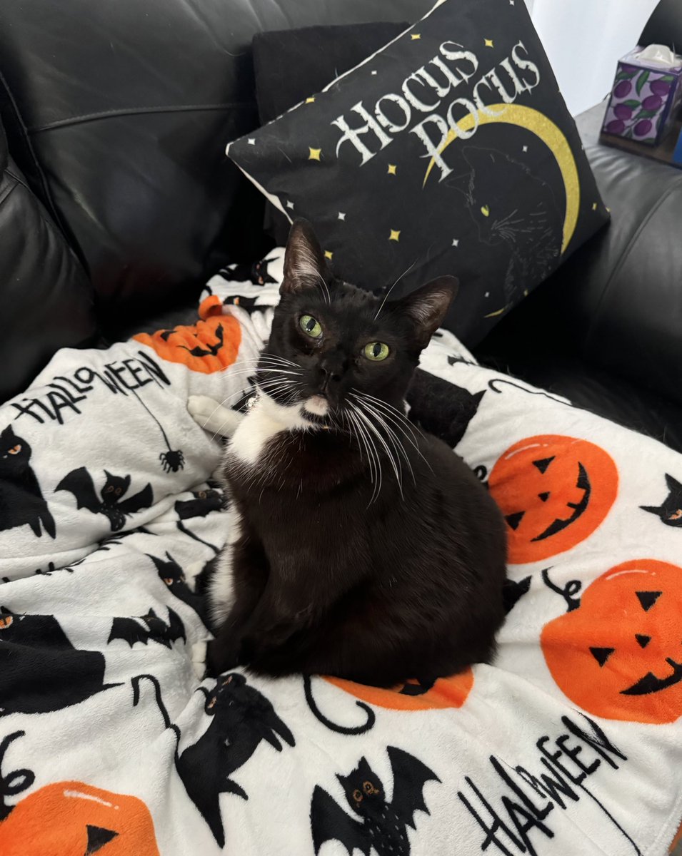 ThoraAndWilbur's tweet photo. Why yes, I’m very comfy. 
#Caturday #tuxie #CatsOfTwitter #hocuspocus #blackcats https://t.co/b7XfVa3W3j