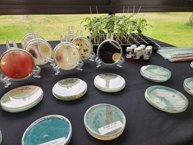 ChillanOnline's tweet image. Durante dos días Chillán será la capital mundial del Control Biológico y de los Bioinsumos chillanonline.cl/V7/2024/09/27/… a través de @CHILLANONLINE