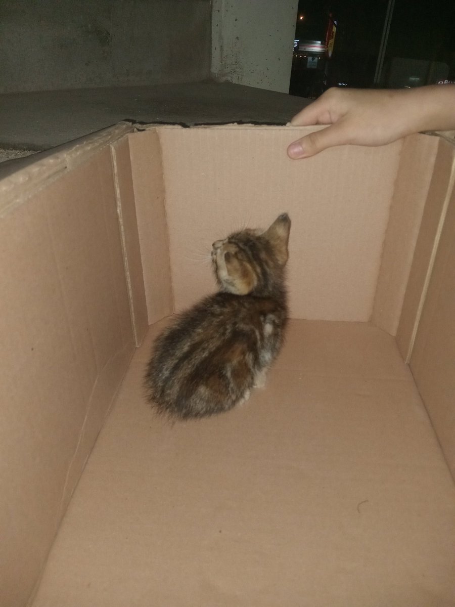 alwsi10's tweet photo. Holaa, encontramos a un gatito en la basura, sus demás hermanitos fallecieron, alguien no querrá adoptarlo porfa, en mi casa ya son suficientes animales dicen, sino ayúdeme a difundir 🙏 https://t.co/RUSEgGB4u5