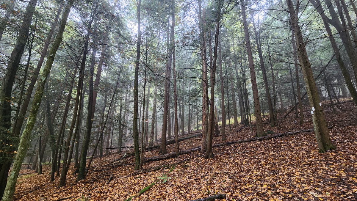 PowderHollowStudios tweet media