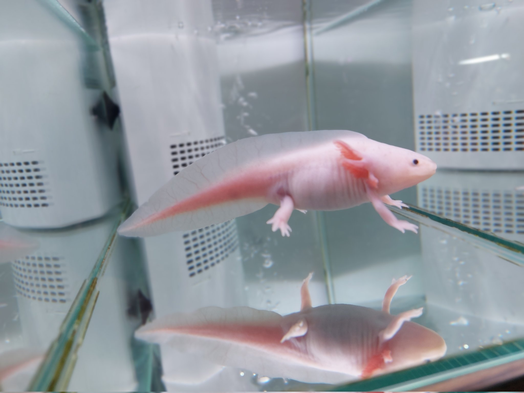 リミックス@春日井店 熱帯魚 on X: 