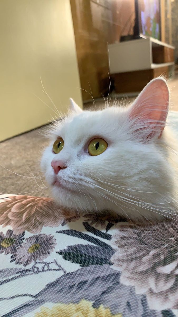 Assalam O Alaikum 🥰🏵️ 

Jab log lunch kar rahe hote hain, tab meri subah hoti hai. Good afternoon... I mean, Good Morning! 🕛😆

#MaggieSmithRIP ✨💫
🔙💯🔄🙌🏼💖